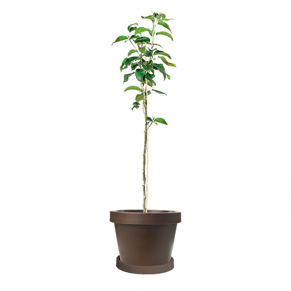 Image of 20th Century Asian Pear Tree (Height: 3 - 4 FT)