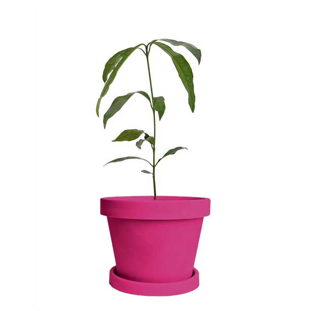 Image of Achacha Tree (Height: 3 - 4 FT Size: 5 L)