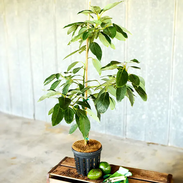 Image of Bacon Avocado Tree (Height: 3 - 4 FT)