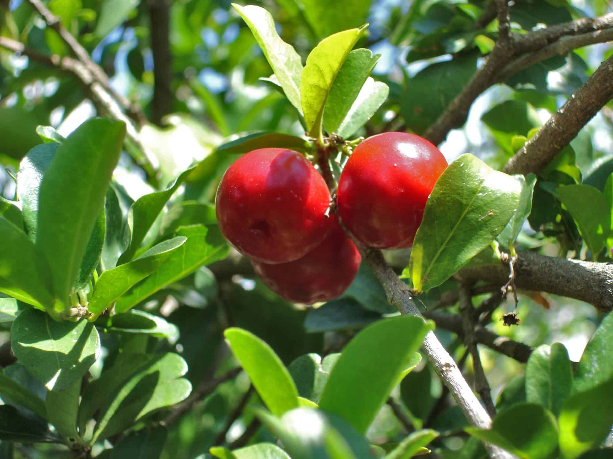 Image of Barbados Cherry Tree (Height: 4 - 5 FT)