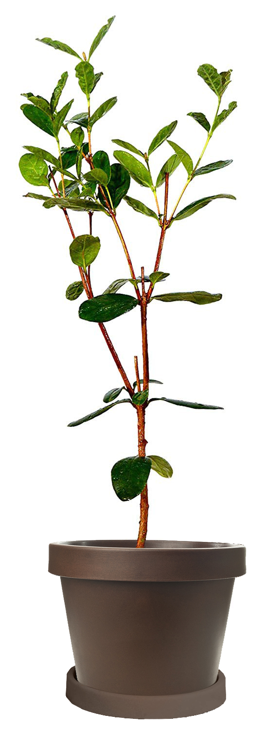 Image of Barbie Pink Guava Tree (Height: 18 - 26 IN Age: 1 Year)