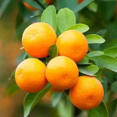 Image of Brown Select Satsuma Tree (Height: 3 - 4 FT)