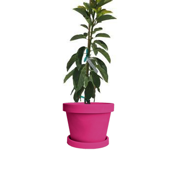 Image of Choquette Avocado Tree (Height: 1 TO 2 FT Size: 5 L)