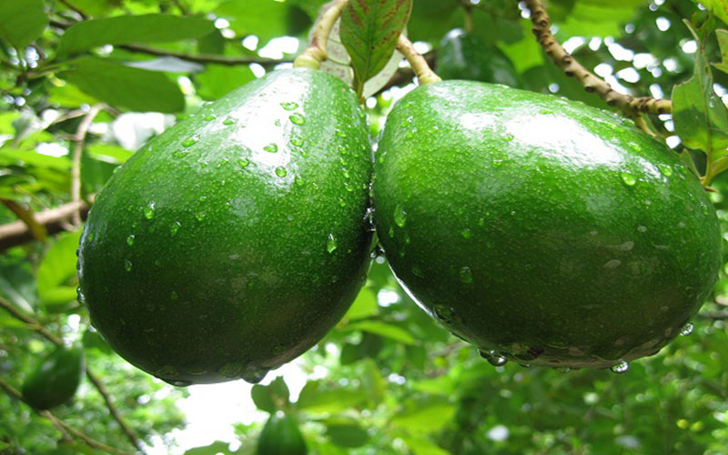 Image of Choquette Avocado Tree (Height: 4 - 5 FT)