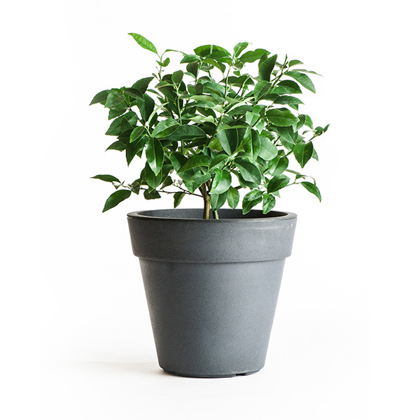 Image of Cocktail Tree - (2 in 1 Meyer Lemon / Key Lime Tree) (Age: 1 Year Height: 12 - 16 IN Ship Method: Delivery)