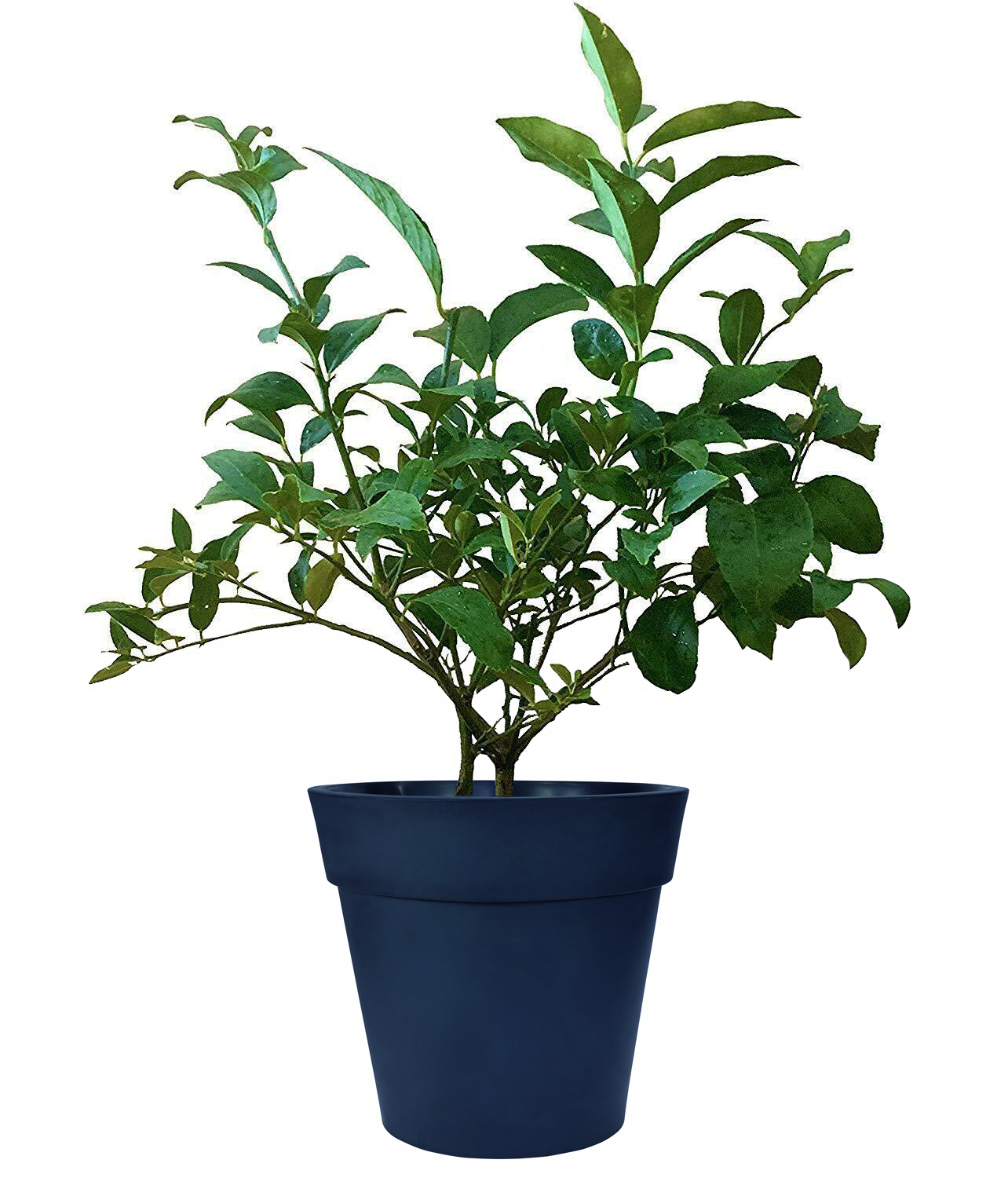 Image of Cocktail Tree - (2 in 1 Meyer Lemon / Persian Lime Tree) (Age: 1 Year Height: 12 - 16 IN Ship Method: Delivery)