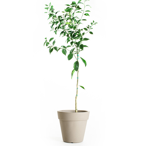 Image of Dancy Tangerine Tree (Age: 2 - 3 Years Height: 2 - 3 FT)