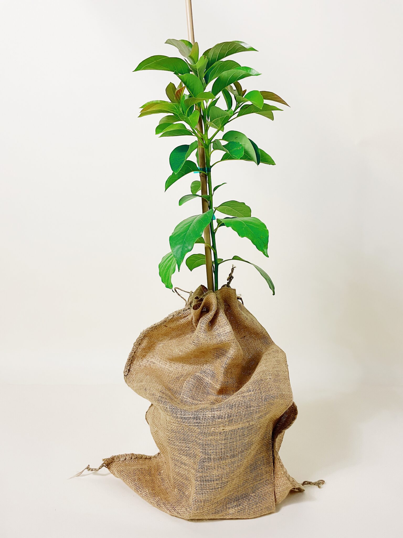 Image of Doni Avocado Tree (Height: 2 - 3 FT Burlap Sack: Yes)