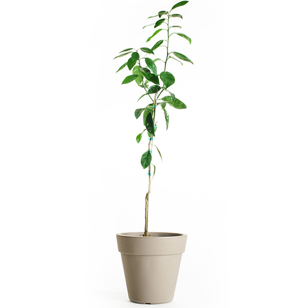 Image of Dwarf Brown Select Satsuma Tree (Age: 2 - 3 Years Height: 2 - 3 FT Ship Method: Delivery)