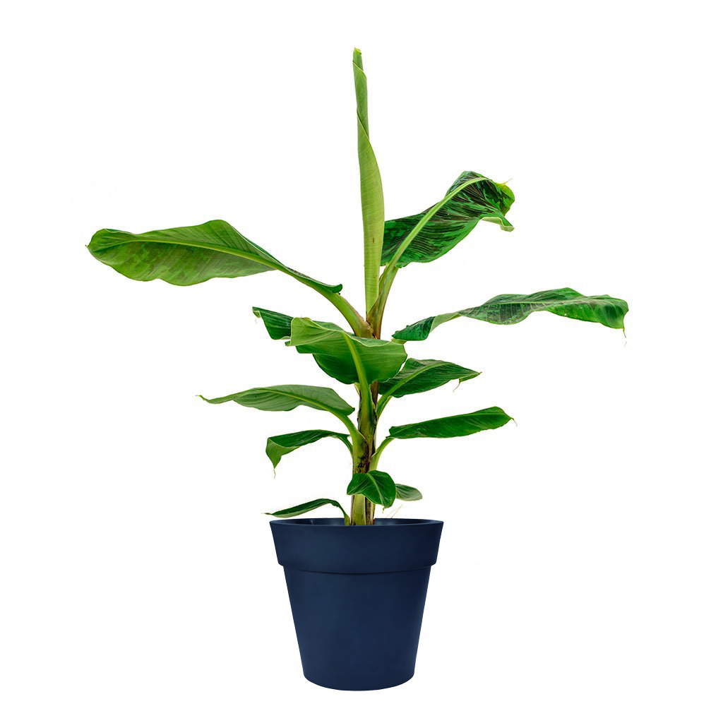 Image of Dwarf Cavendish Banana Plant (Age: 1 Year Height: 2 - 3 FT)