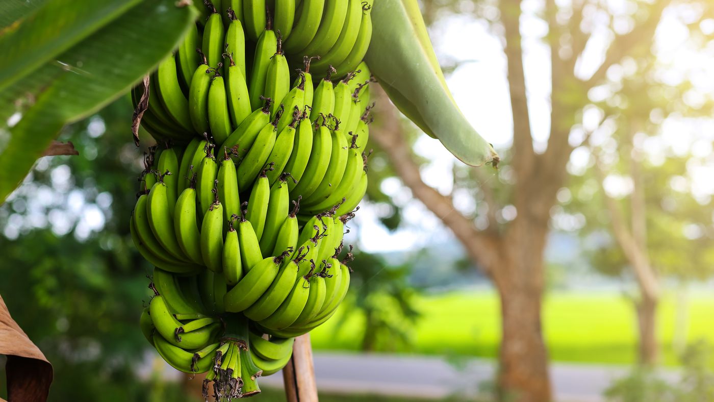 Image of Dwarf Cavendish Banana Plant (Height: 4 - 5 FT)