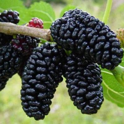 Image of Dwarf Everbearing Mulberry Tree (Height: 3 - 4 FT)
