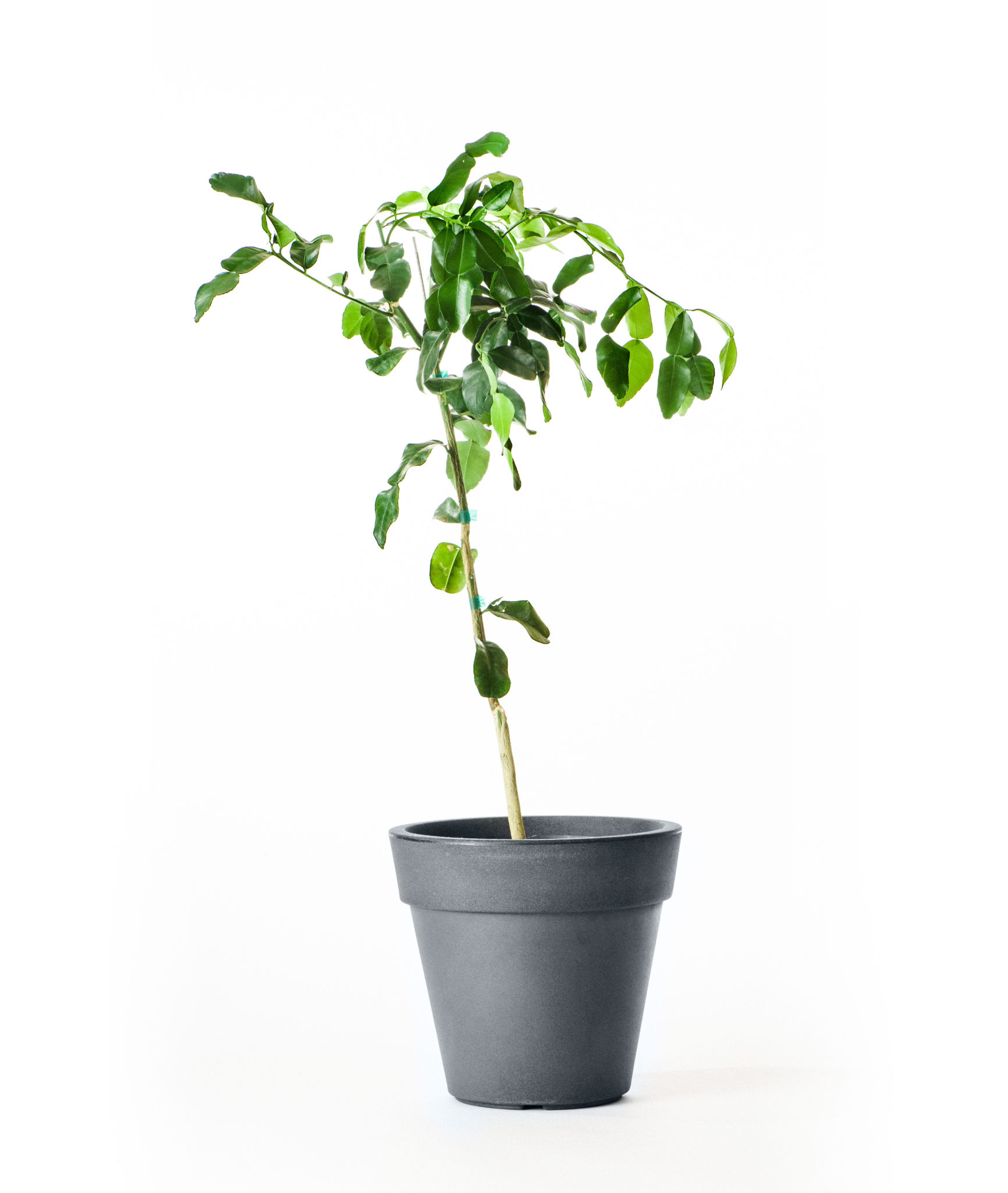 Image of Dwarf Kaffir Lime Tree (Age: 4 - 5 Years Height: 3 - 4 FT)