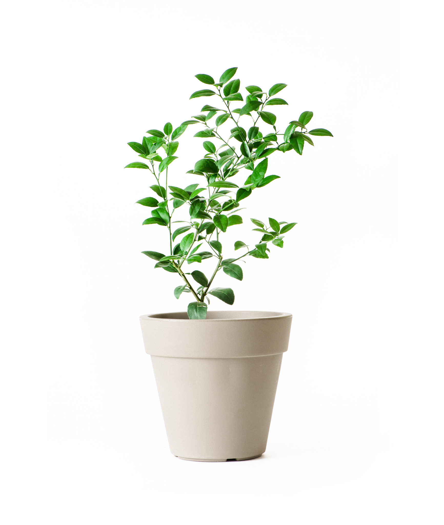 Image of Dwarf Key Lime Tree (Age: 4 - 5 Years Height: 3 - 4 FT)