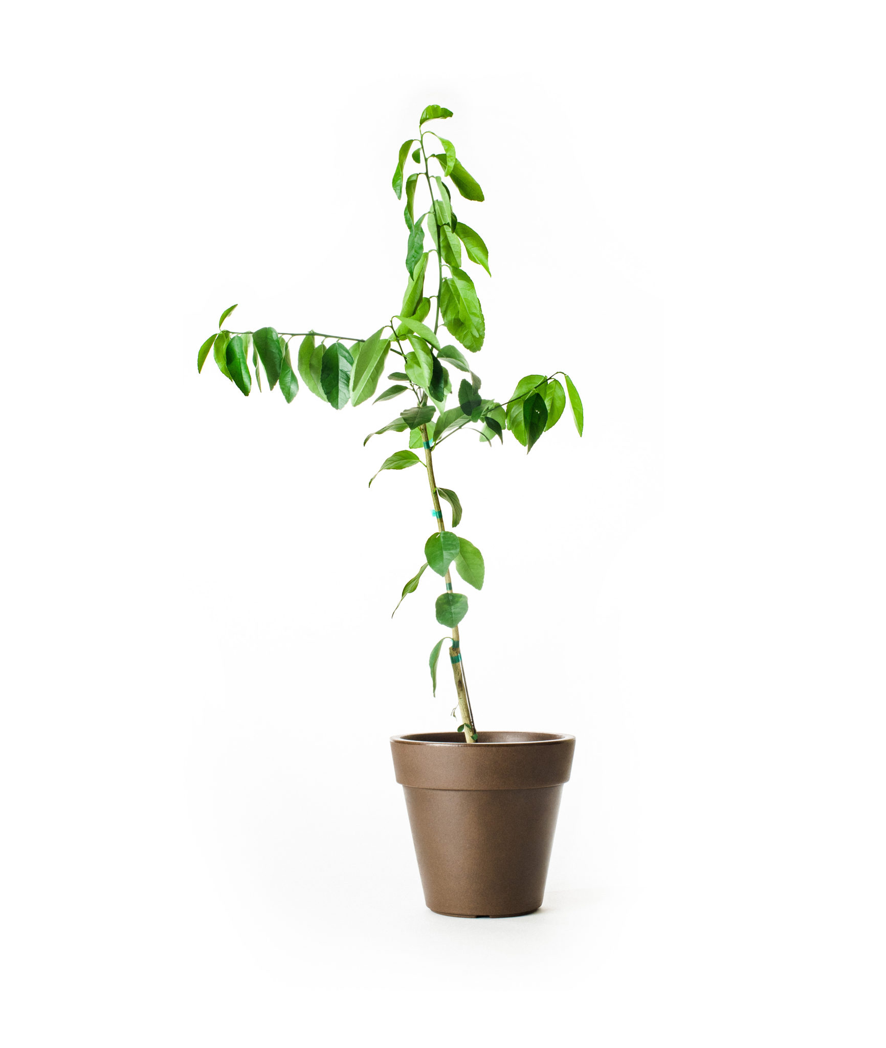 Image of Dwarf Persian (Bearss) Lime Tree (Age: 2 - 3 Years Height: 2 - 3 FT)
