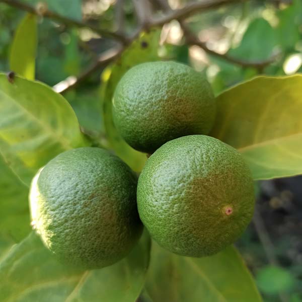 Image of Dwarf Persian (Bearss) Lime Tree (Height: 18 - 26 IN Shape: Bushy)