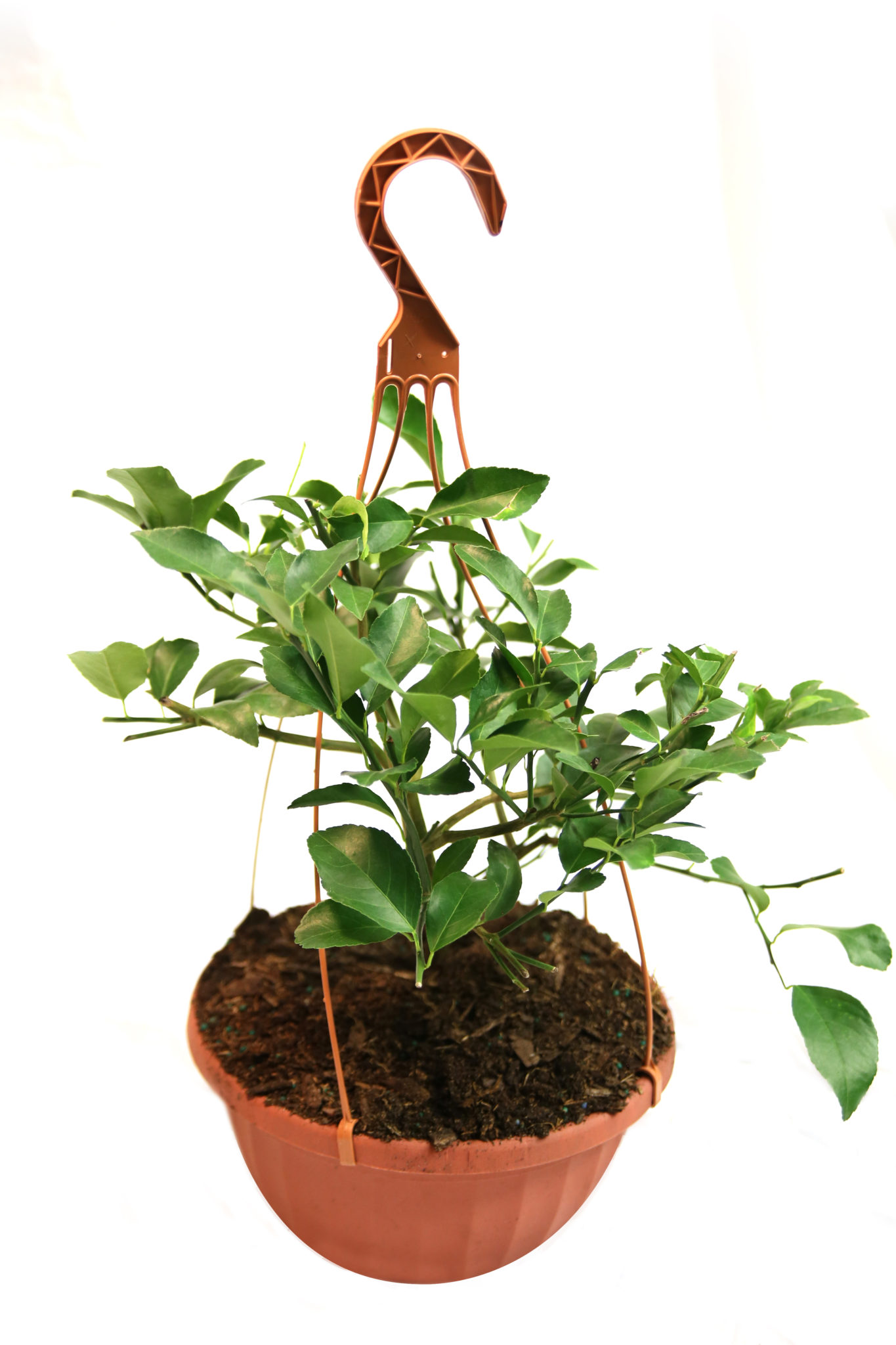 Image of Dwarf Persian Lime Hanging Basket (Age: 1 Year Height: 18 - 26 IN Drop Shipper: Grow Scripts)