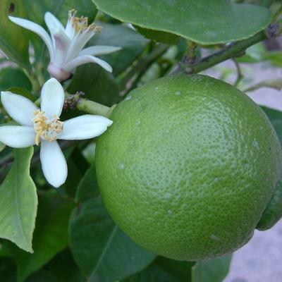 Image of Dwarf Persian Lime Hanging Basket (Height: 18 - 26 IN)