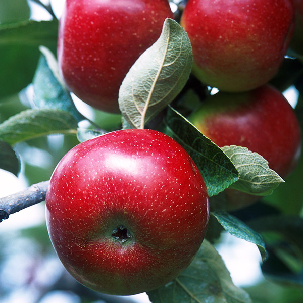 Image of Dwarf Red Delicious Apple Tree (Height: 5 - 6 FT)