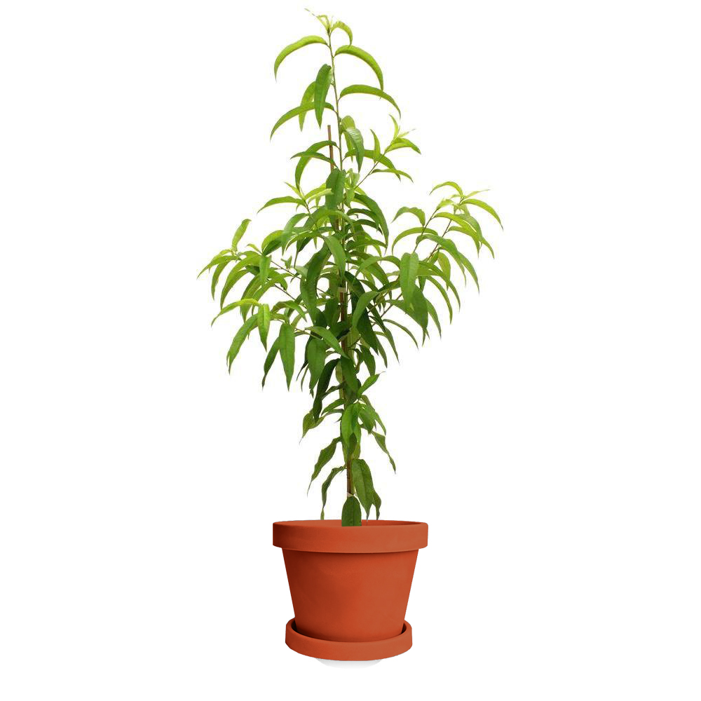 Image of Flordagold Peach Tree (Height: 3 - 4 FT)