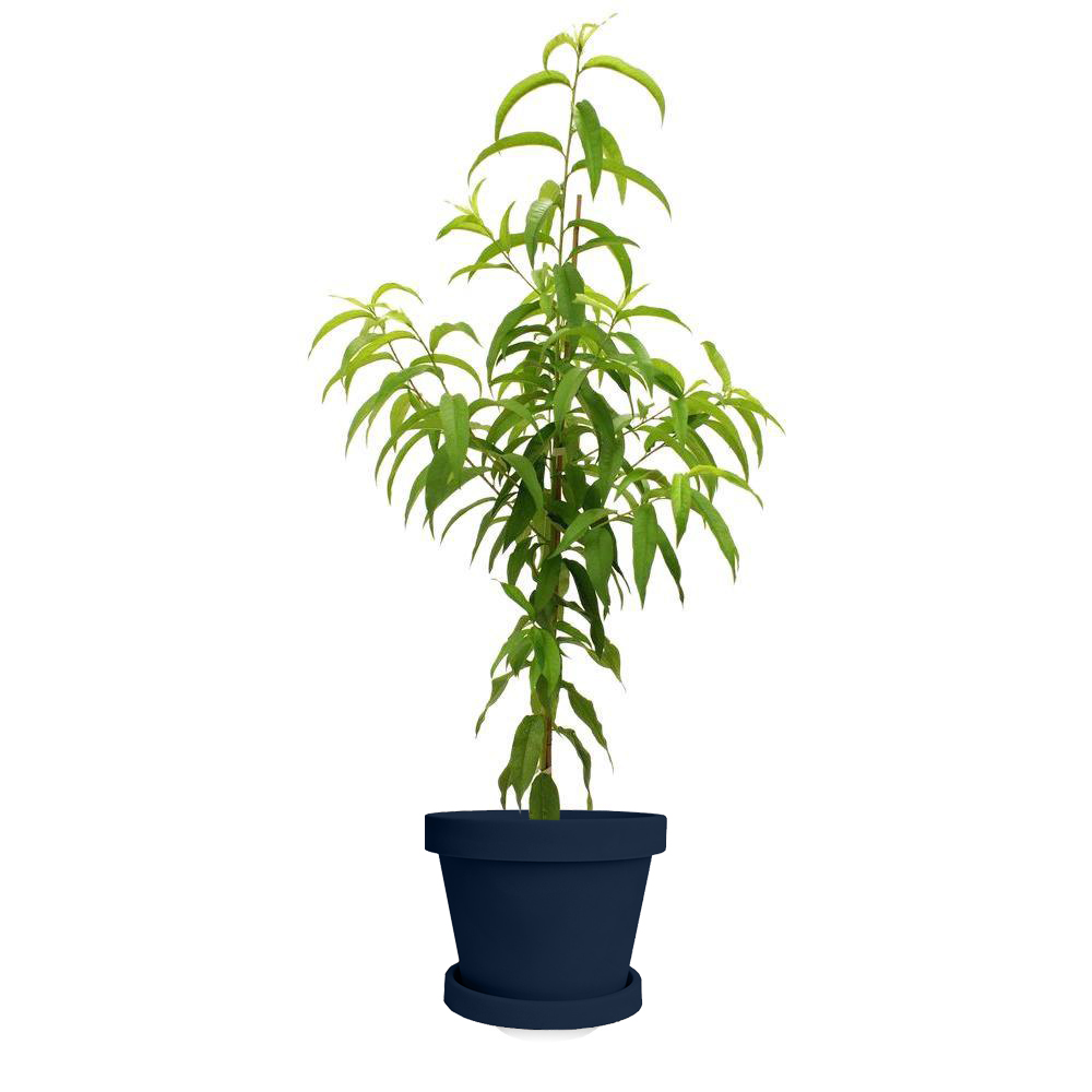 Image of Flordaking Peach Tree (Height: 4 - 5 FT)