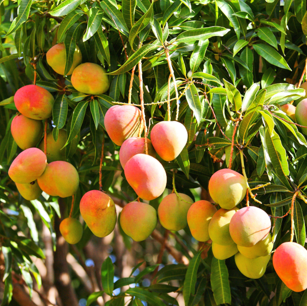 Image of Haden Mango Tree (Height: 2 - 3 FT)