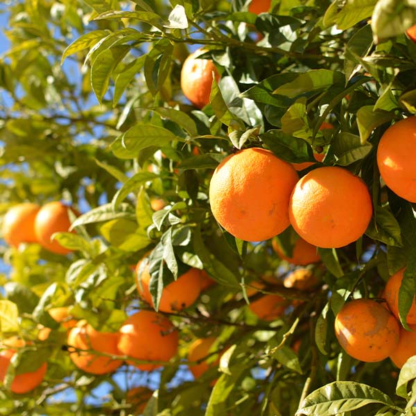 Image of Hamlin (Louisiana) Sweet Orange Tree (Height: 2 - 3 FT Ship Method: Delivery)