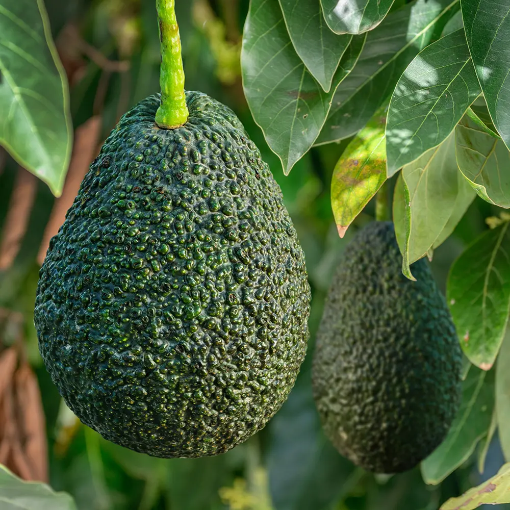 Image of Hass Avocado Tree (Height: 2 - 3 FT Add Gift Wrap: No)