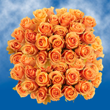 Image of ID 495070265 100 Peach Roses Free Delivery