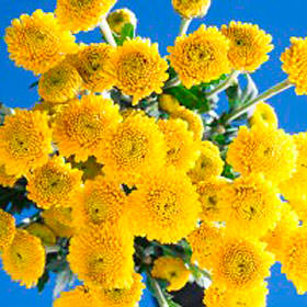 Image of ID 495070267 144 Yellow Button Pom Poms