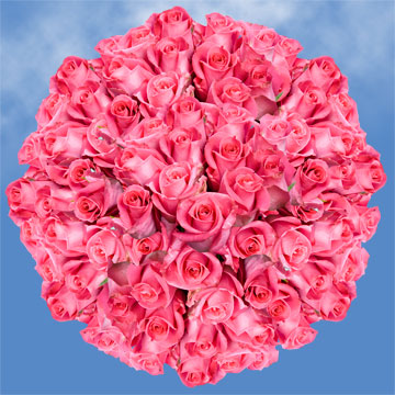 Image of ID 495070279 250 Fresh Cut Deep Pink Roses