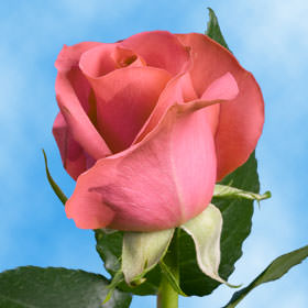 Image of ID 495070281 200 Valentine's Pink Roses