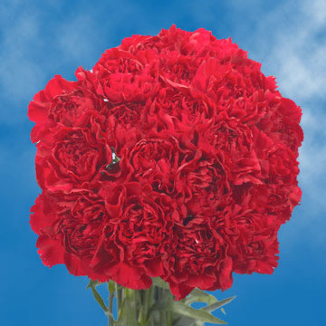 Image of ID 495070325 300 Burgundy Carnations
