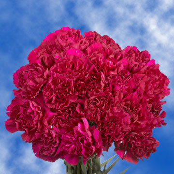 Image of ID 495070332 300 Fresh Purple Carnations
