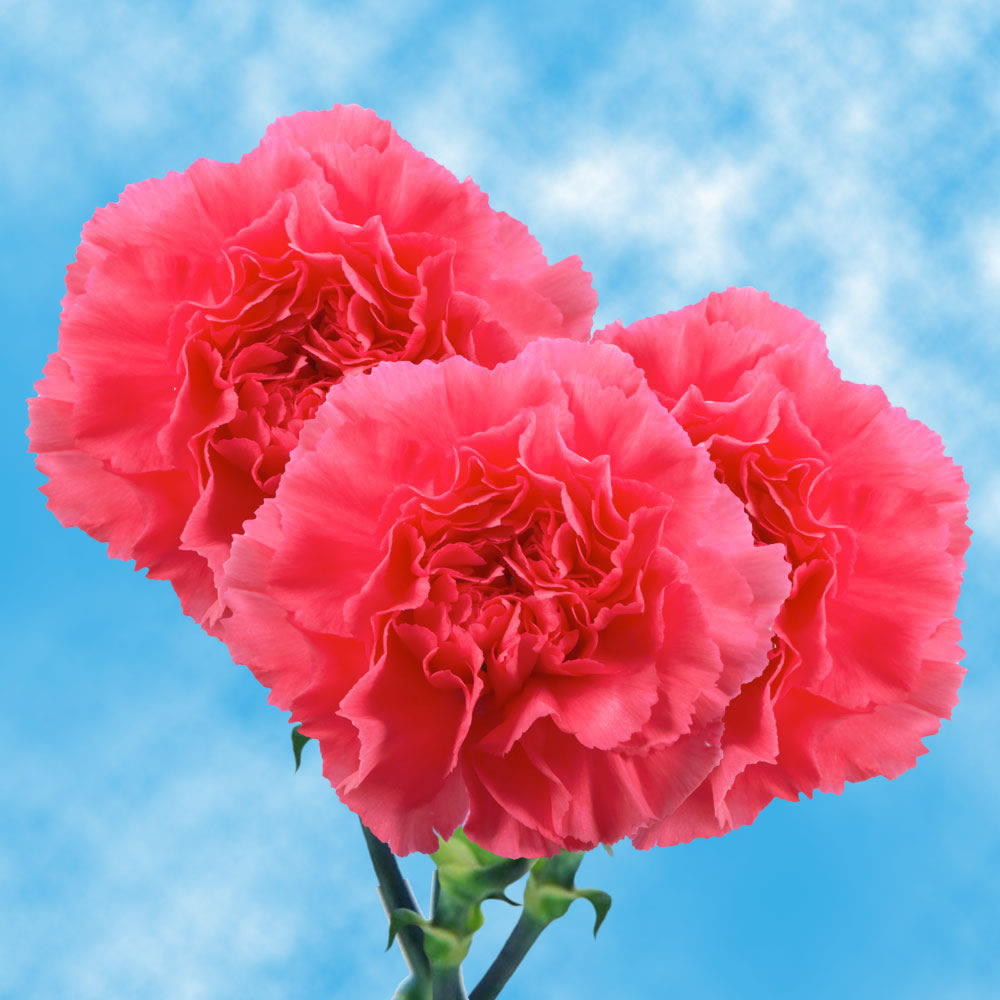 Image of ID 495070337 200 Fresh Hot Pink Carnations