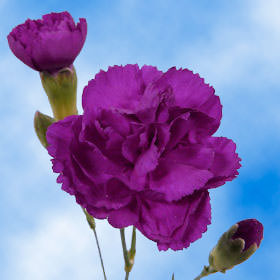 Image of ID 495070345 160 Purple Spray Carnations