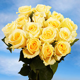 Image of ID 495070354 150 Cream/Yellow Center Roses