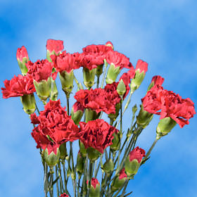 Image of ID 495070371 300 Hot Pink Spray Carnations