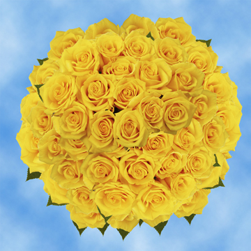 Image of ID 495070380 150 Gold Yellow Roses
