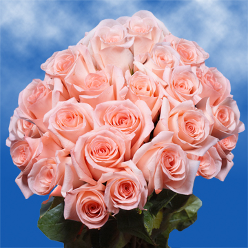 Image of ID 495070385 75 Peachy Pink Roses
