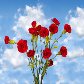 Image of ID 495070395 160 Burgundy Spray Carnations