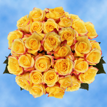 Image of ID 495070406 100 Yellow Tressor Roses