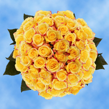 Image of ID 495070407 200 Yellow Tressor Roses
