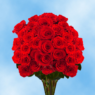 Image of ID 495070416 75 Fresh Cut Bright Red Roses