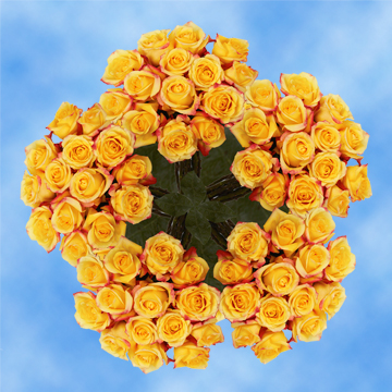 Image of ID 495070423 250 Yellow Tressor Roses