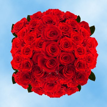 Image of ID 495070434 100 Fresh Cut Bright Red Roses