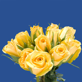 Image of ID 495070448 100 Bright Yellow Roses