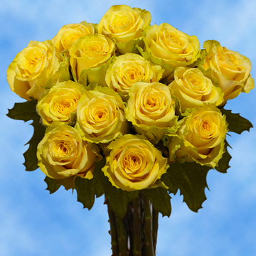 Image of ID 495070449 250 Bright Yellow Roses