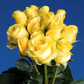 Image of ID 495070484 200 Fresh Golden Yellow Roses