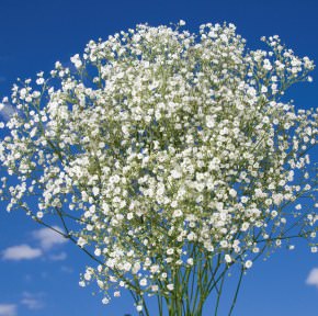 Image of ID 495070580 120 Million Star Gypsophila